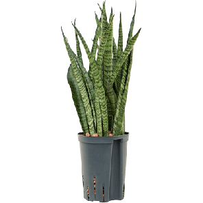 narrow.png