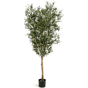 Natural Olive PNG.png