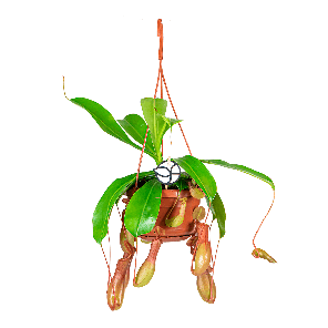 NEPENTHES_ALATA_LOGO_WEB_2.png