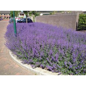 Nepeta faassenii 'Walkers Low'.jpg