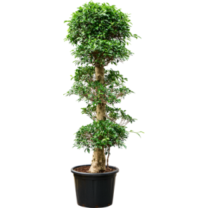 nitida bonsai.png