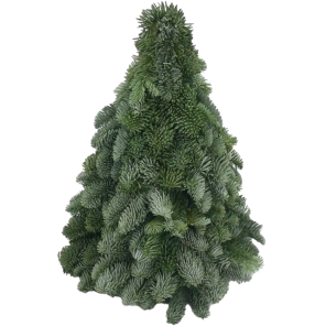 Nobilis kerstbomen (1).png