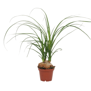Nolina recurvata.png