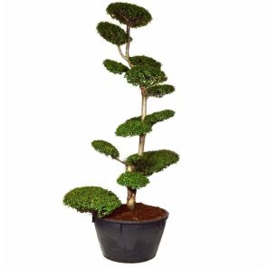nothofagus-antarctica-bonsai_bd4f46.jpg
