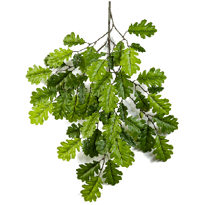 Oak Spray PNG.png