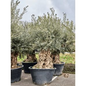 olea bonsai.png