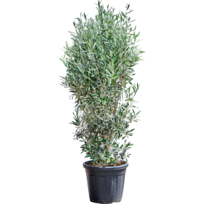 olea bush.png