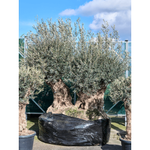 olea dubbele bonsai.png