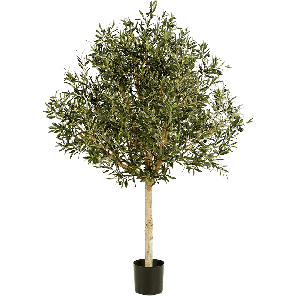 Olea Naturel Tree Tropiary.png