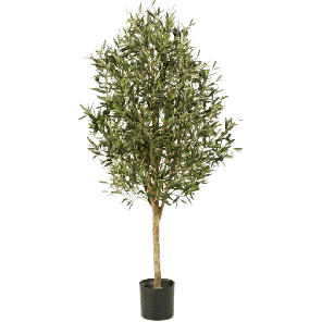 Olea naturel Vine Tree PNG.png