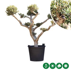 olea pom_1.jpeg