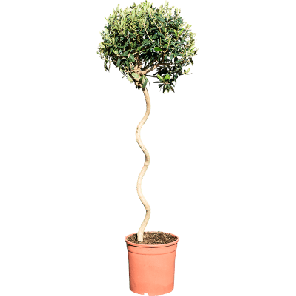 olea spiraalstam.png