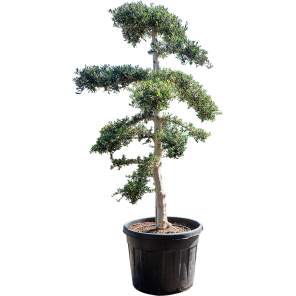 olea sylvestris.png