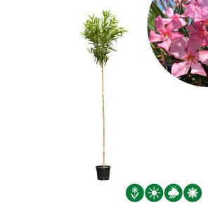 oleander roze.jpg