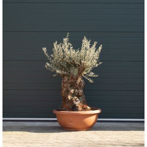 olijfboom-bonsai-schaal_2f9903.jpg
