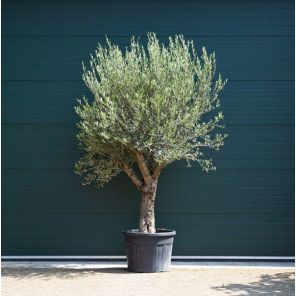 olijfboom-verdial_c3ba0b.jpg