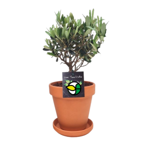 Olijfboom in terracotta.png
