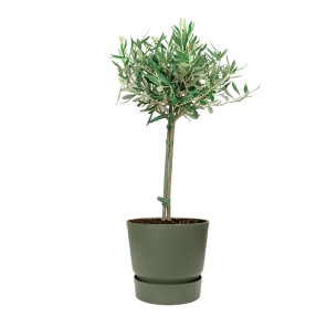 Olijfboom op stam Small in Greenville orund dm 19 - groen.png