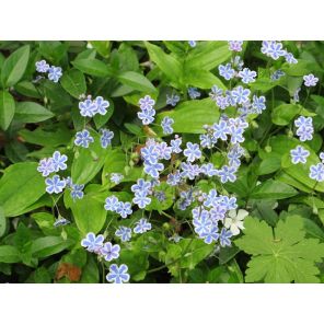 Omphalodes capp. 'Starry Eyes'.jpg
