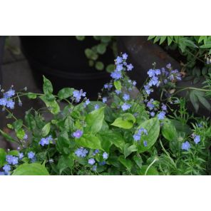 Omphalodes cappadocica 'Cherry Ingram'.jpg