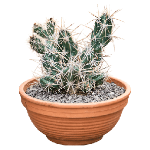 Opuntia invicta.png