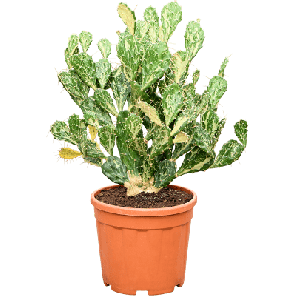 Opuntia jamaicensis Ghost.png
