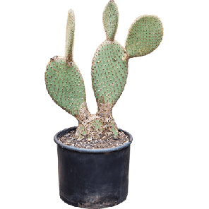 Opuntia pailana.png