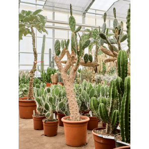 Opuntia quitensis.png