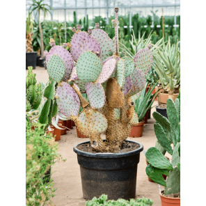 Opuntia santarita.png