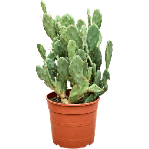 Opuntia seminermis.png