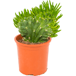 Opuntia subulata.png