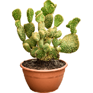 Opuntia Undulata.png