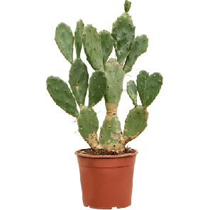 Opuntia vulgaris.png