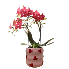 Orchidee Congo in love pot.png