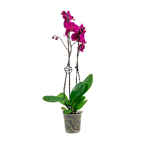 ORCHIDEE DONKERPAARS LOGO- WEB.png