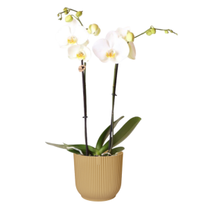 Orchidee in elho vibes geel.png