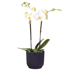orchidee in elho vibes paars.png