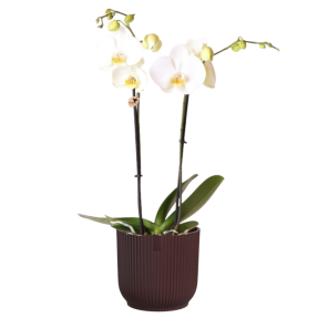 orchidee in elho vibes rood.png