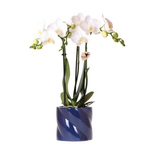 Orchidee in Spiral blauw.jpg