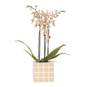 Orchidee in Sudoku beige.jpg
