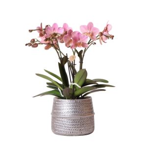 Orchidee Roze in Industrieel Zilver.jpg