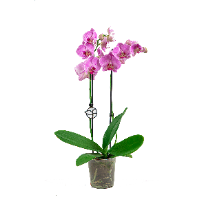 ORCHIDEE ROZE LOGO- WEB.png