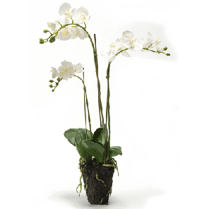 orchidee wit 2.png
