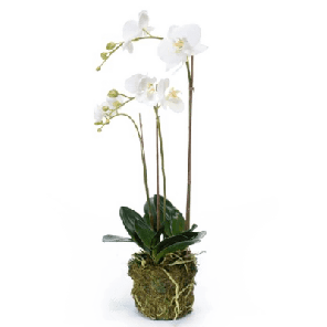 orchidee wit.png