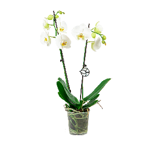 ORCHIDEE_2_TAK_WHITE_LOGO_WEB.png