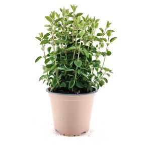 ORIGANUM.jpg
