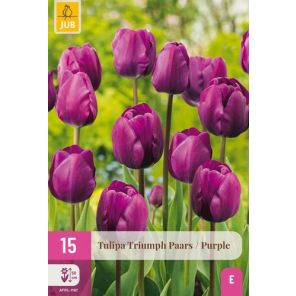 Paarse Triumph Tulpen.jpg