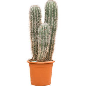 Pachycereus pringlei 3-stam l.png