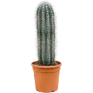 Pachycereus pringlei m.png