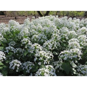 Pachyphragma macrophyllum.jpg